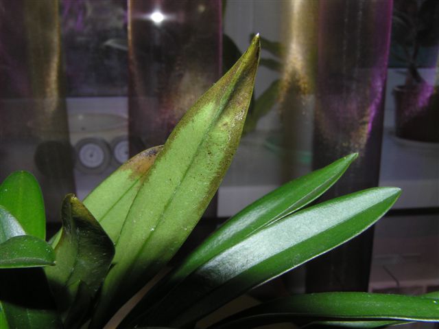 Болезнь Masdevallia