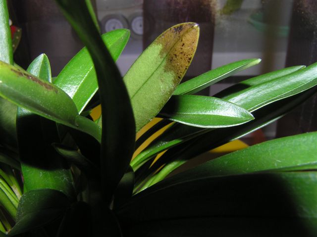 Пятна на листьях Masdevallia