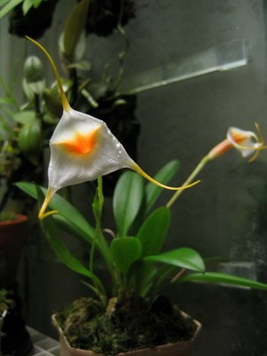 Цветет еще одна масдевалия