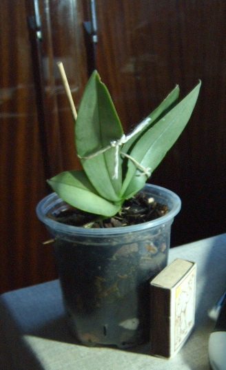 Parishii + Dort. pulcherrima Blue