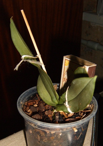 Parishii + Dort. pulcherrima Blue