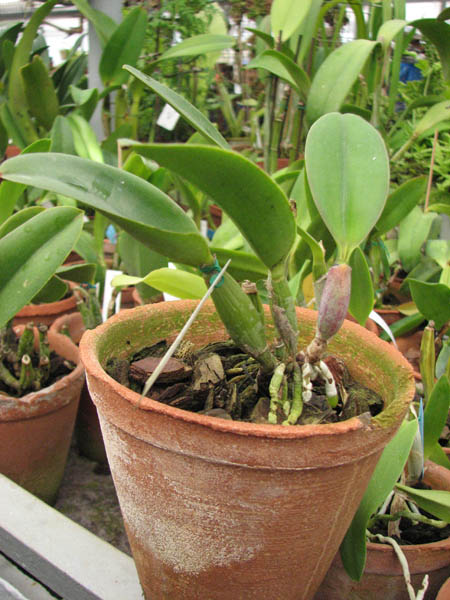 Laeliocattleya Love Knot 'Sato'.jpg