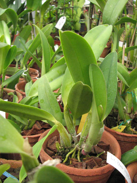 Магазин орхидей orchids.in.ua