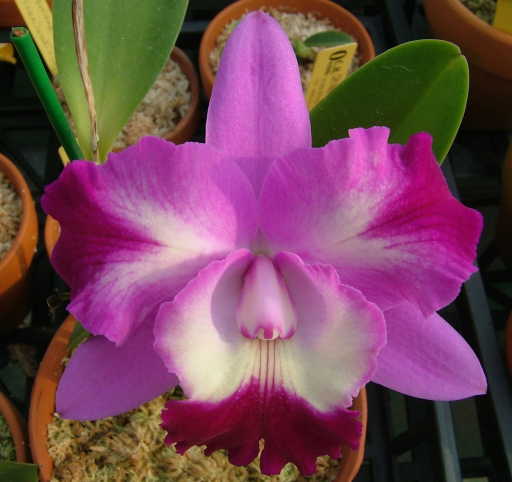 Магазин орхидей orchids.in.ua