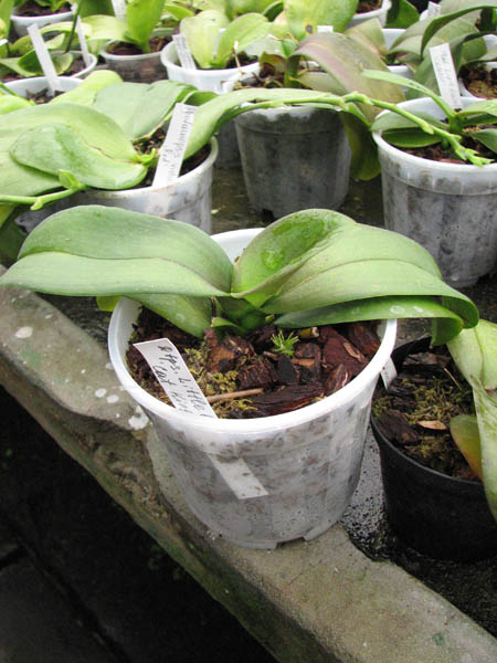 Doritaenopsis Little Gem Stripes 'Cat King'.jpg