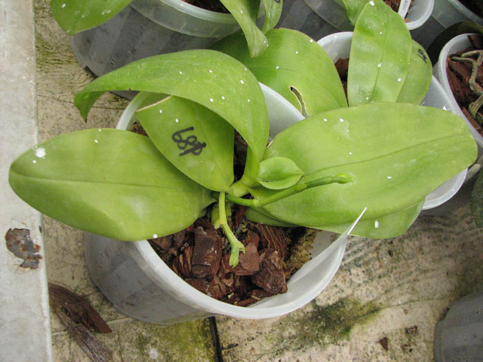 Магазин орхидей orchids.in.ua