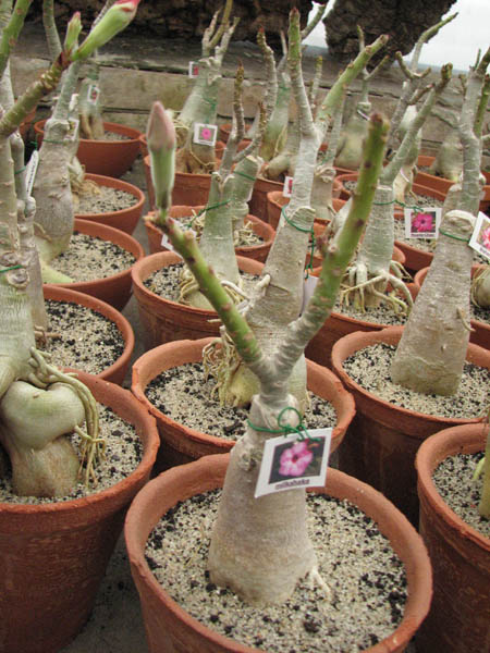 Магазин орхидей orchids.in.ua