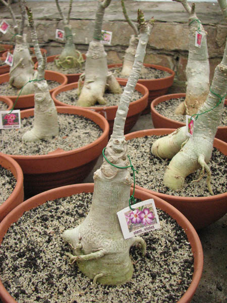 Магазин орхидей orchids.in.ua