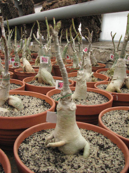 Магазин орхидей orchids.in.ua