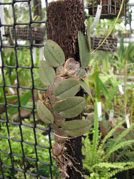psychopsiella(oncidium) limminghei.jpg