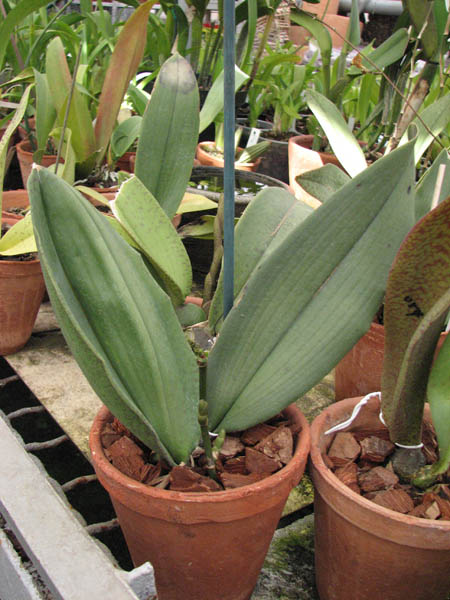 С цветоносом