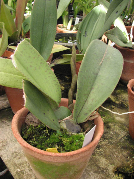 С цветоносом