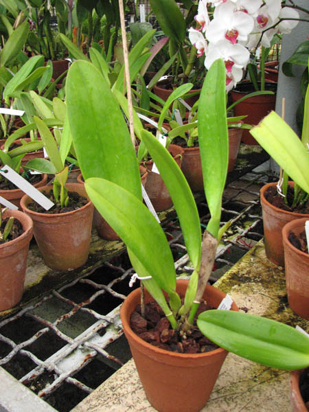 Cattleya gigas var sanderiana.jpg