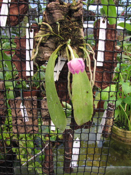 Phalaenopsis lueddemanniana  delicata.jpg