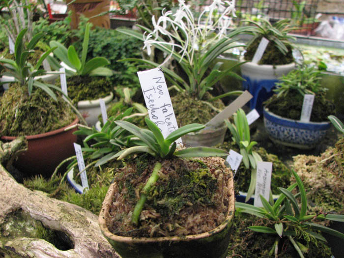 Фото орхидеи Neofinetia falcata Isechabo