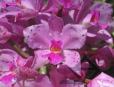 Cattleya amethystoglossa  XXX (JEI) фото орхидеи