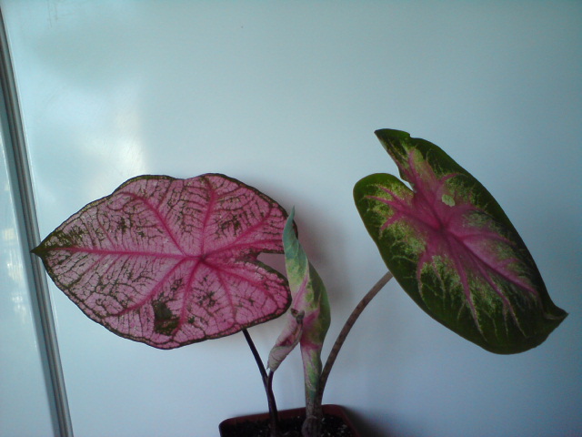 Фанни с Розебудом