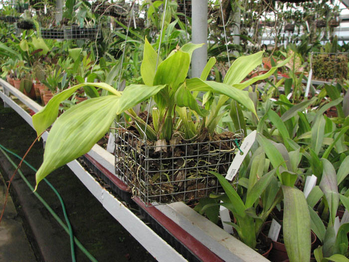 Фото орхидеи Gongora catilligera