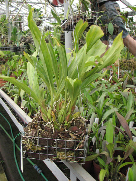 Фото орхидеи Gongora nigropunctata