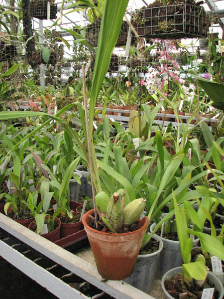 Фото орхидеи Ida grandis