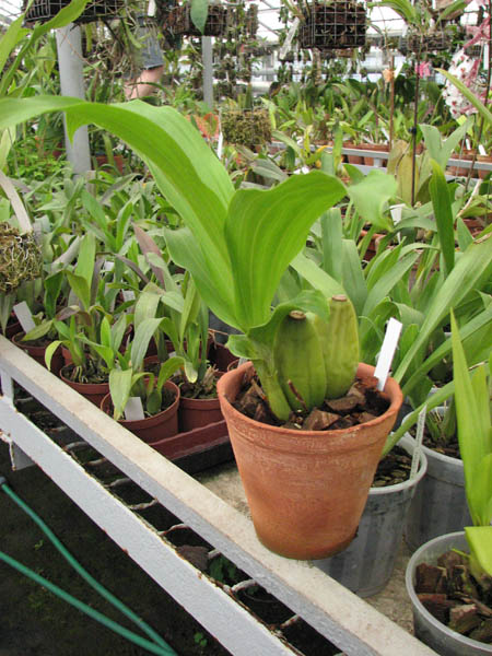 Фото японской орхидеи Lycaste cruenta 'Sweet Fragrance'