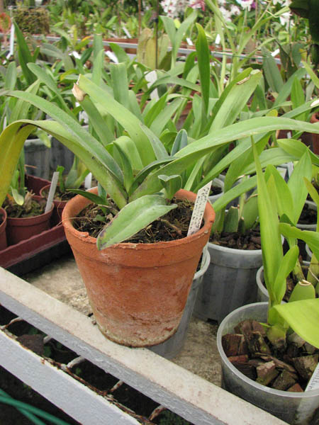 Paphiopedilum Jerry Spence фото орхидеи