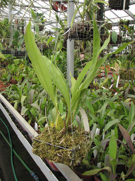 Gongora quinquenervis в подвесной корзине