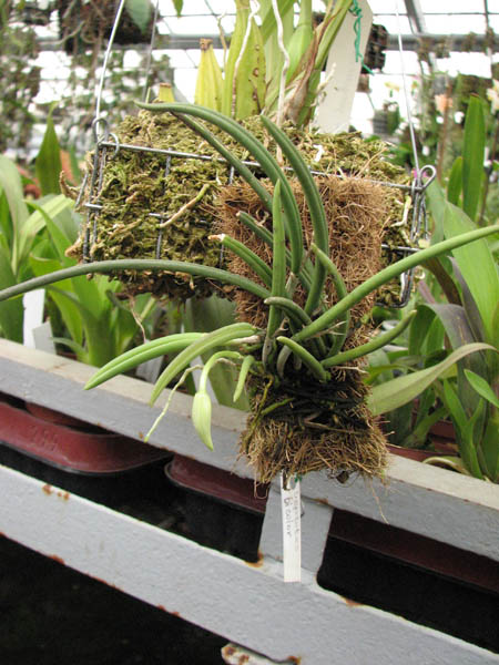Фото миниатюрной орхидеи Leptotes bicolor