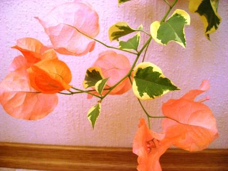 Вариег.оранж