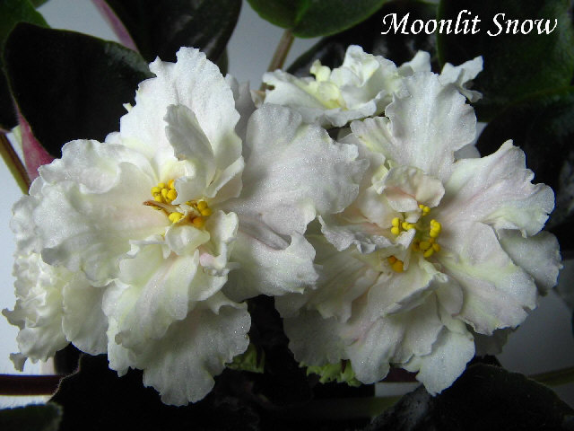 У этого варианта,можно сказать чёрные листья а цветы с полосками жёлтого и нежно-розового тона.