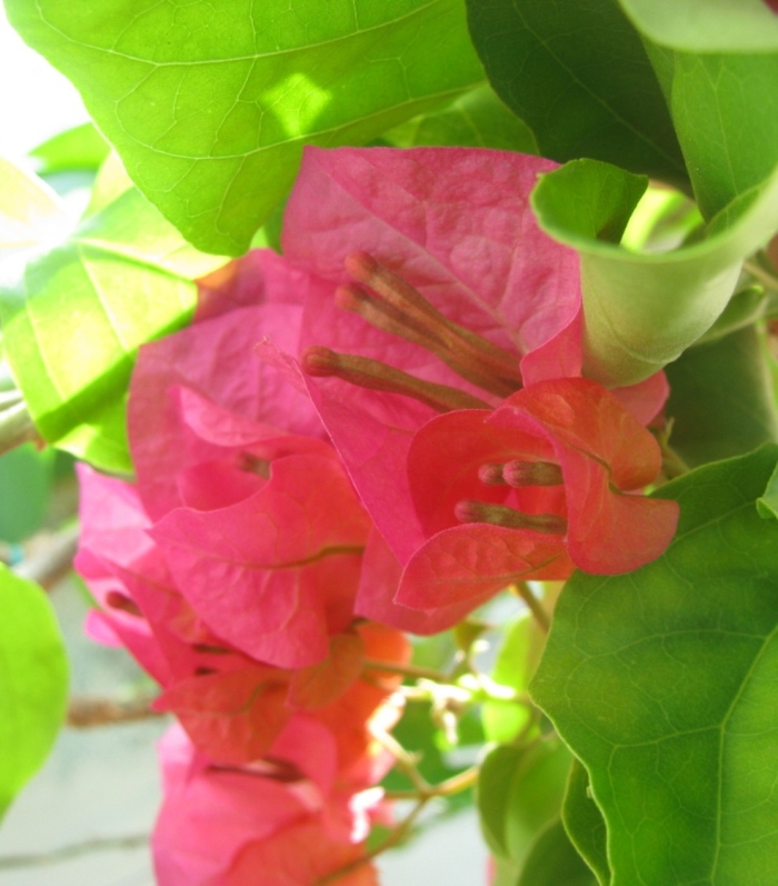 Mrs Butt compactod - начало цветения