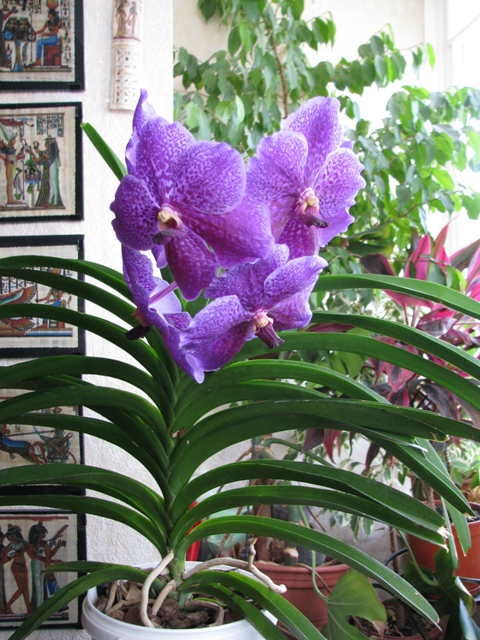 IMG_8458 - копия.JPG