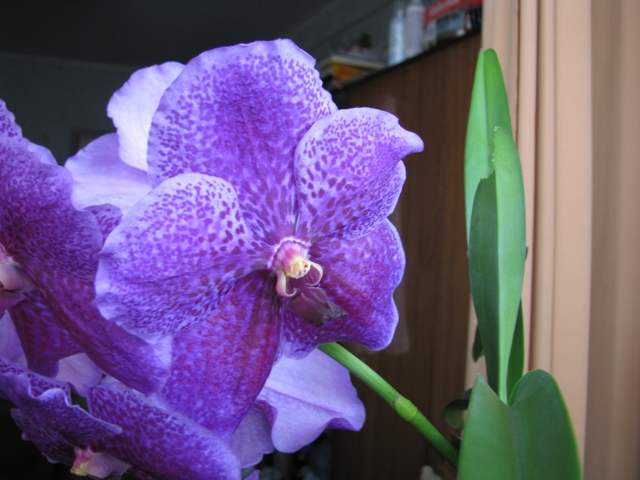 Копия IMG_8462.JPG