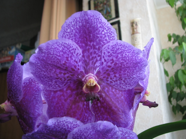 Копия IMG_8464.JPG