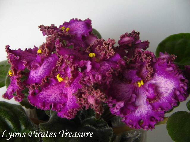 Лист более закручен по краю и бахромчатая кайма по краю лепестков имеет золотистый цвет.