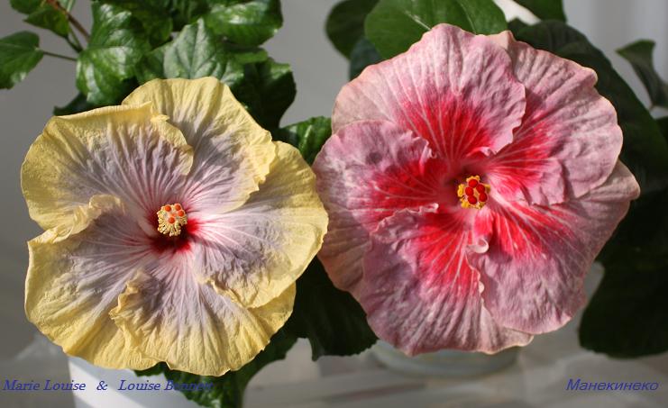 Marie Louise   &   Louise Bennett.jpg