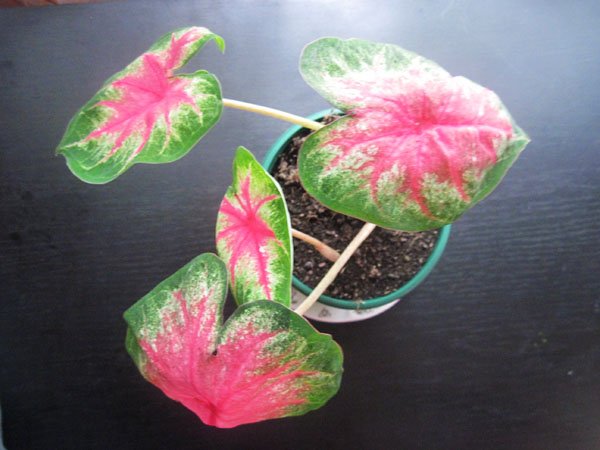 Изображение 218.jpg