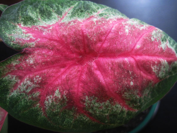 Изображение 219.jpg