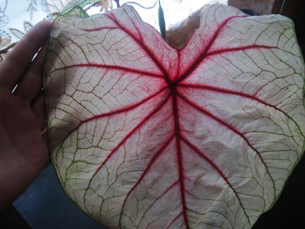 Изображение 223.jpg