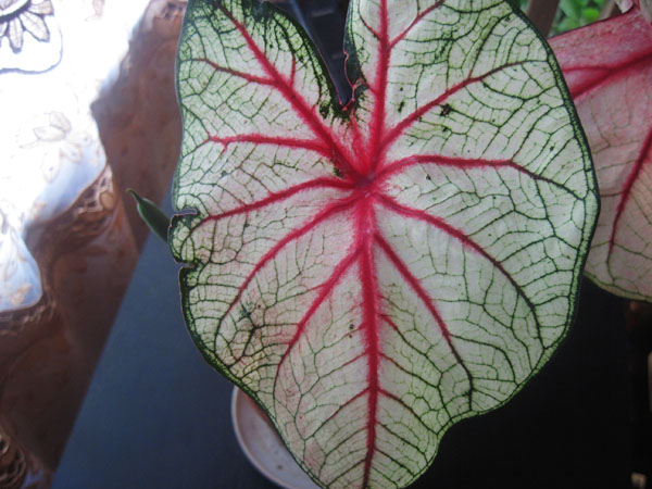 Изображение 224.jpg