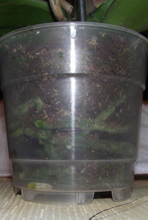 листья в хорошем состоянии, корни не очень