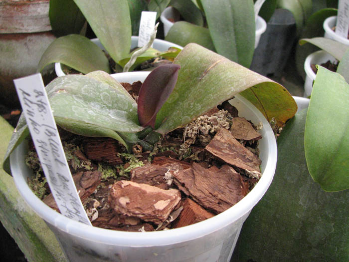 Орхидея Doritaenopsis (Black Butterfly x Minho Stripes) 'Kitty Cat фото