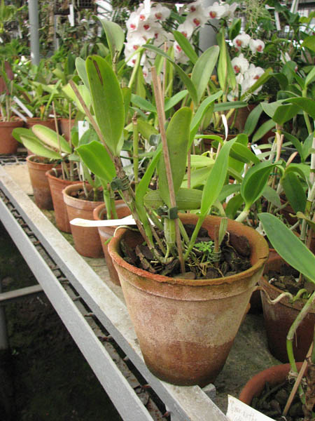 Фото орхидеи Cattleya skinnery coerulescens