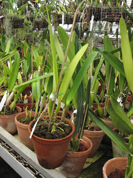 Фото орхидеи Laelia purpurata (Estriata x Estriata)