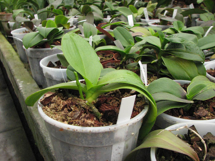 Фото орхидеи Phalaenopsis Mini Dog
