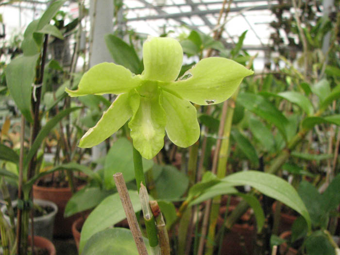 Фото орхидеи Dendrobium Thongchai-May Neal x Mary Trouse