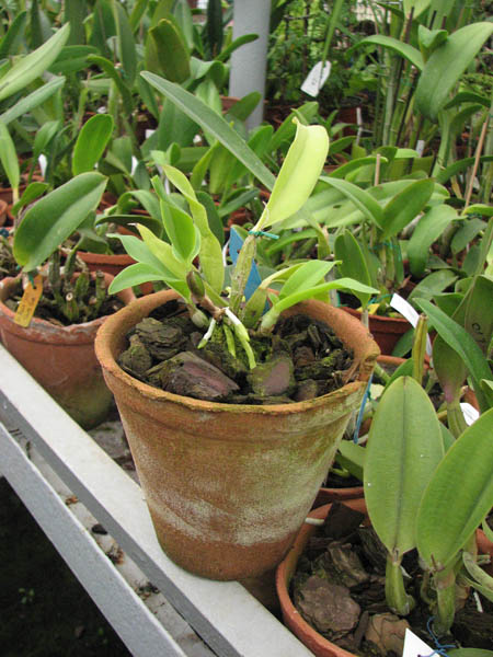 Фото орхидеи Laeliocattleya Cariad's Mini-Quinee 'Angel Kiss'