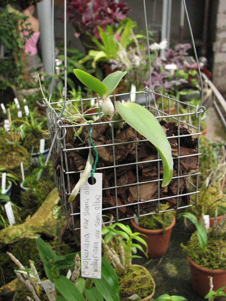 Фото орхидеи Cattleya walkeriana var. semi alba x walkeriana var. semi alba