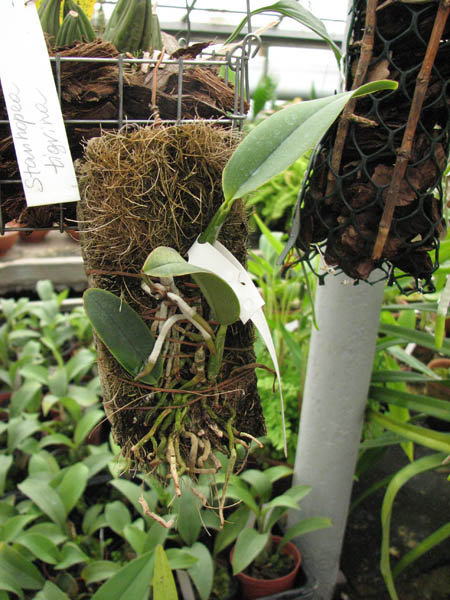 Фото орхидеи Cattleya walkeriana alba 'suwada' x caerulea