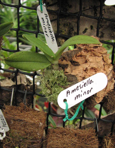 Фото орхидеи Amesiella minor